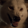 The Whitewolf
