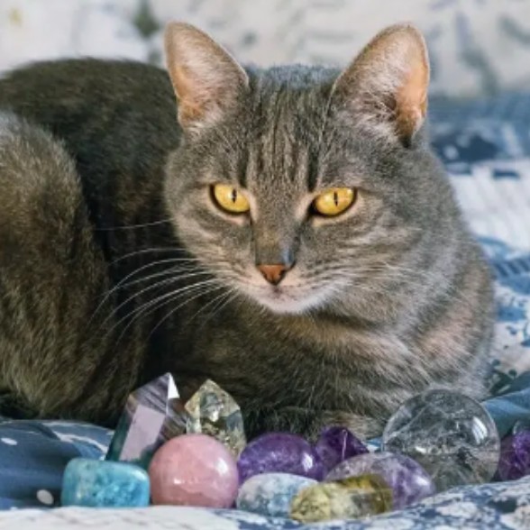 Krystal Kat