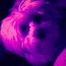 Flor Pusnar