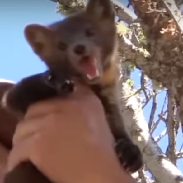 ferret