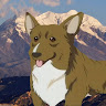 A Corgi In Illamani