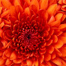 Crystal Rose