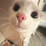 Sancat