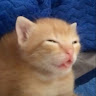 maii
