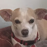 izzy