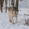 Snow Wolf