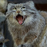 Qunt Face