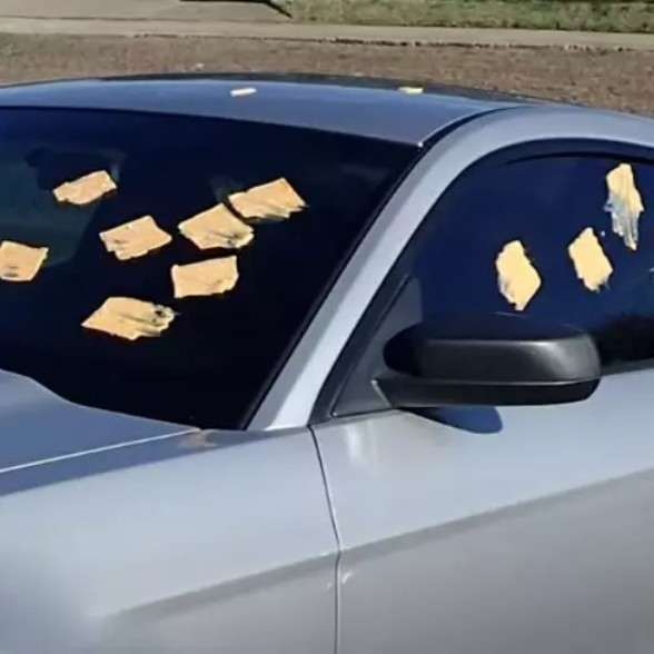 The Cheese Bandit
