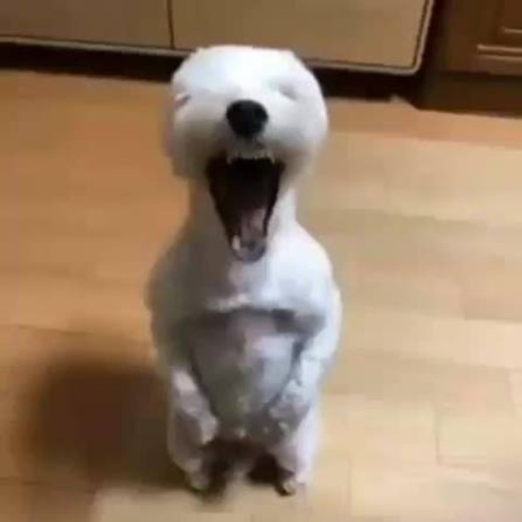 Lolguy xd