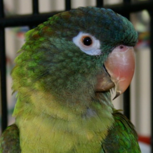 gnocco