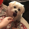 Doctor Doggo