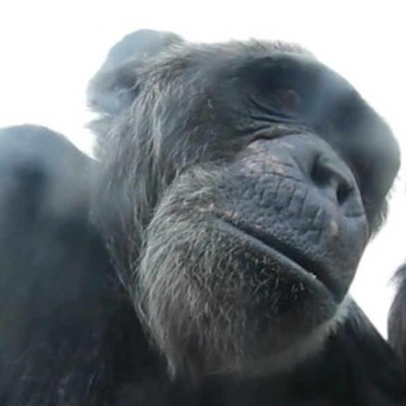 Jungle Monkey