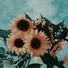 sunflower day