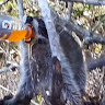 Quinn Scarbrough