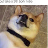 Doge Doggo