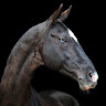 Wild Stallion