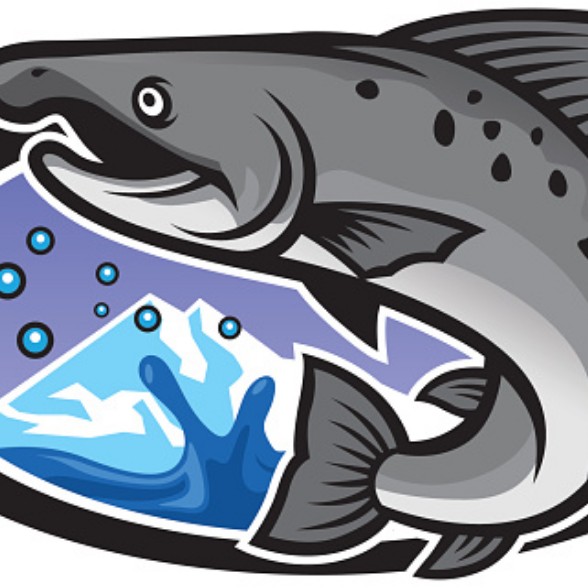salmon