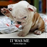 dumcrasydog 101